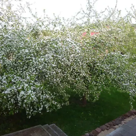 Barzen Апартаменты Ralingen